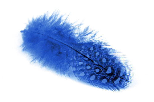 Meyco Perlhuhnfedern blau ca. 6/8 cm lang 24 Stück